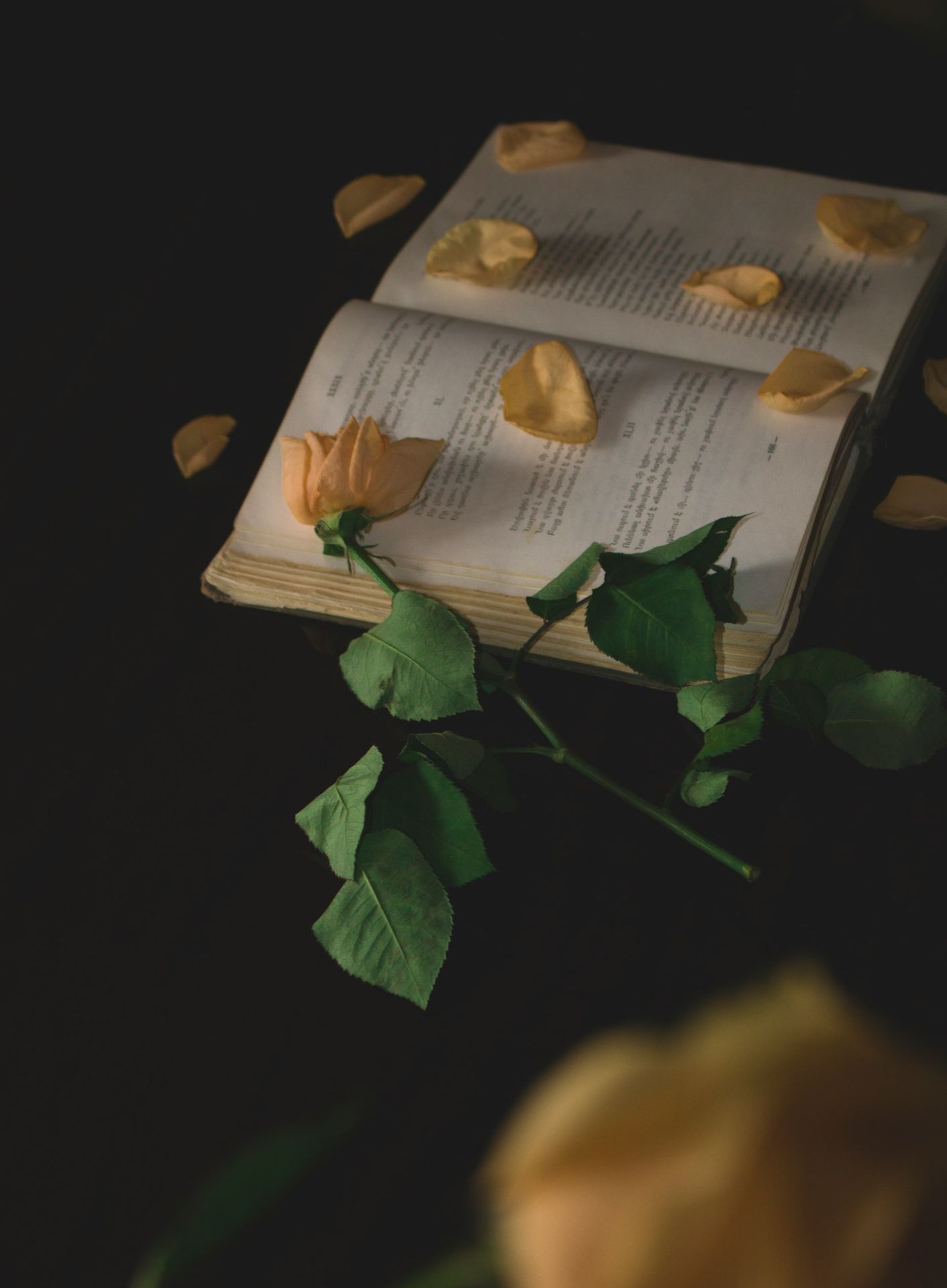 yellow flower on book
